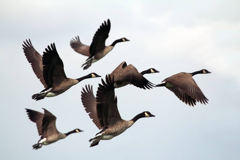 gray-and-black canadian geese flying during day time