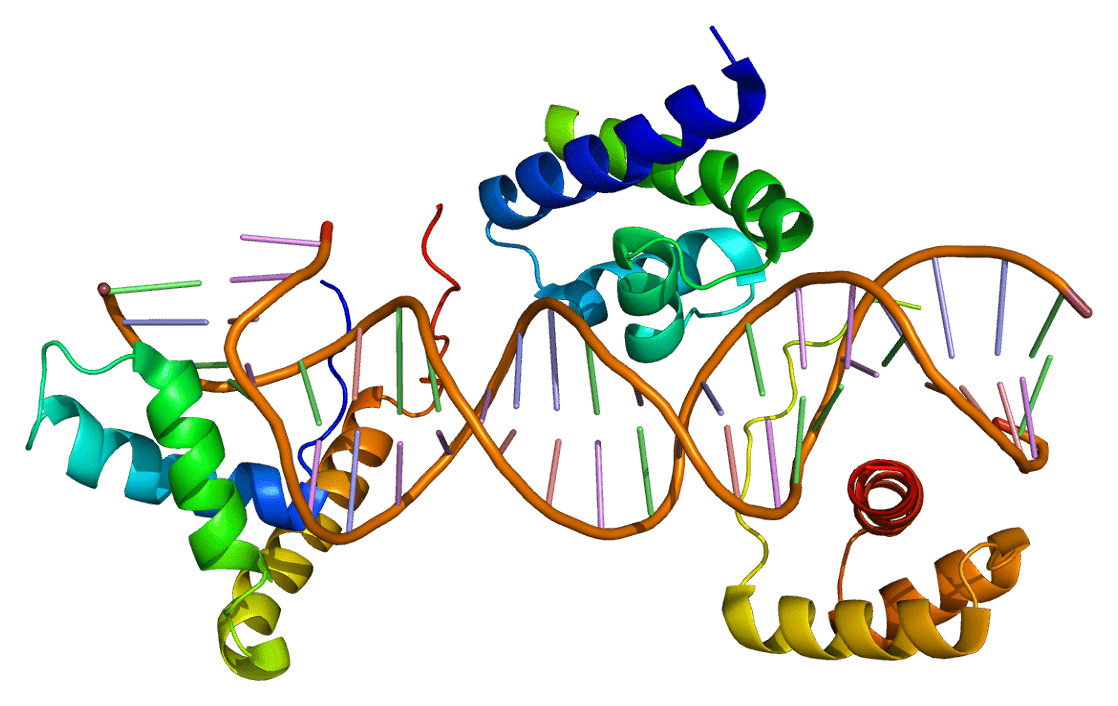 3D model of gene regulator protein SOX2