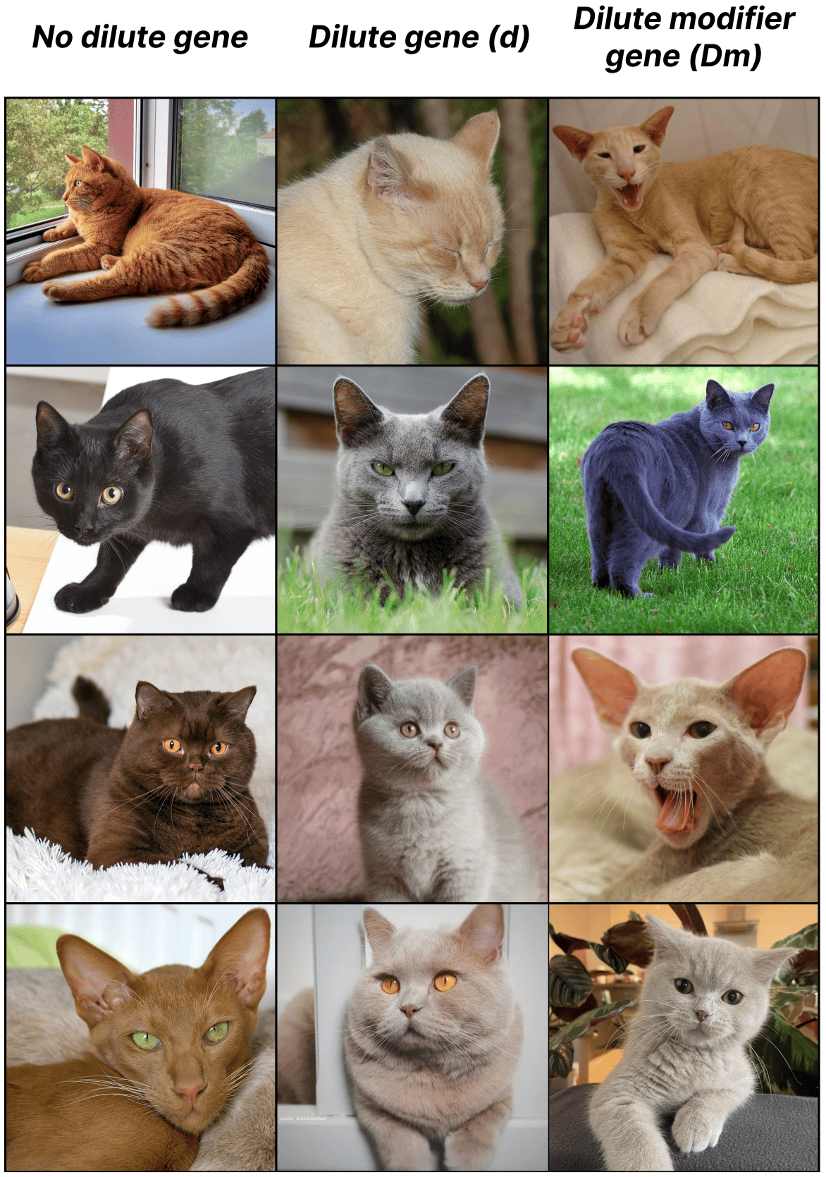 Grid of cat colors showing how the dilute gene and dilute modifier gene affect the shade. 
