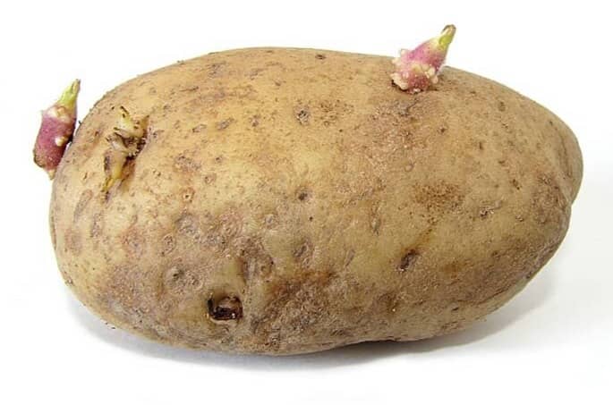 Potato with sprouts