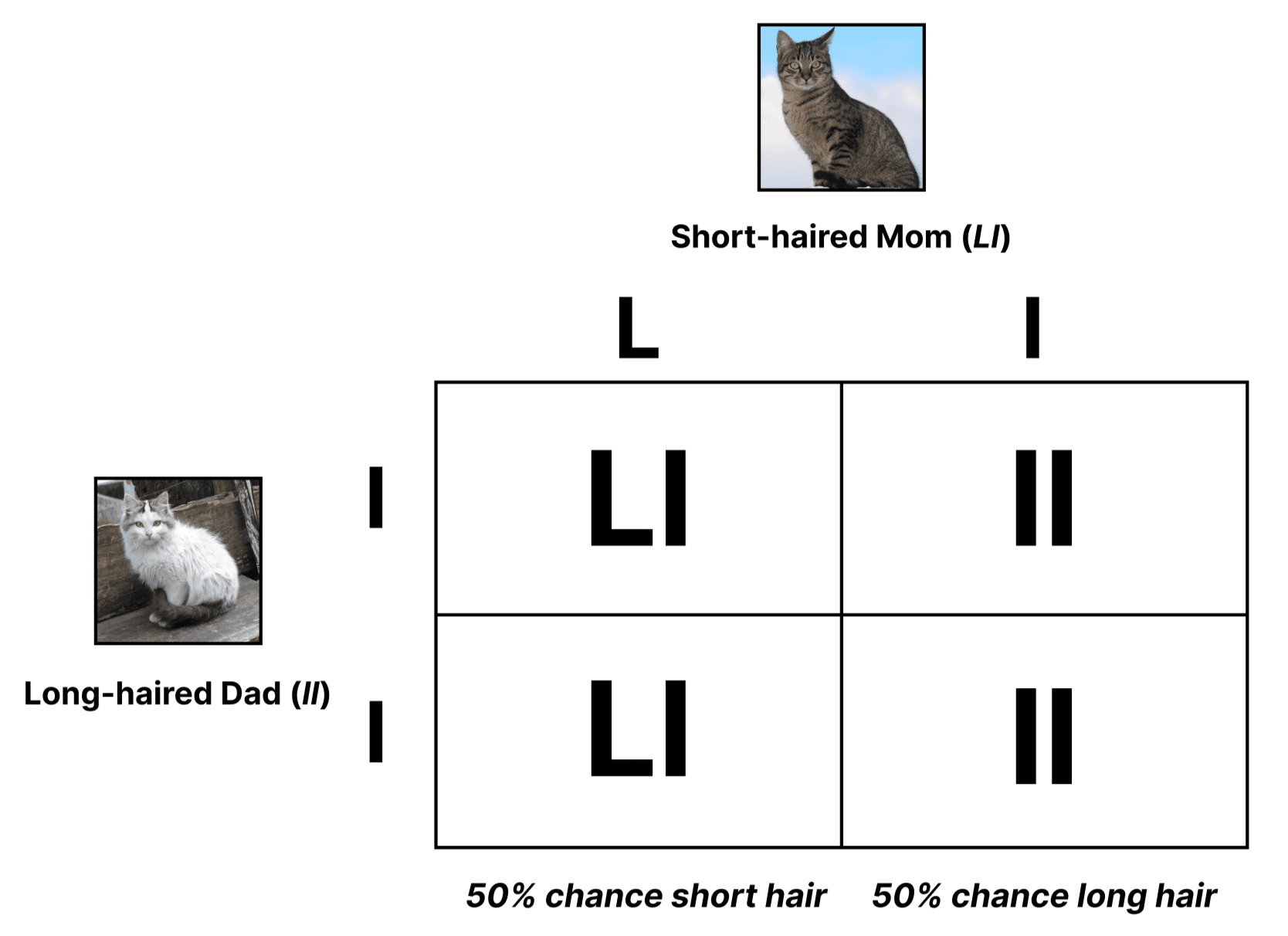 Punnett square diagram showing the chances of offspring with a long-haired dad and short-haired mom 