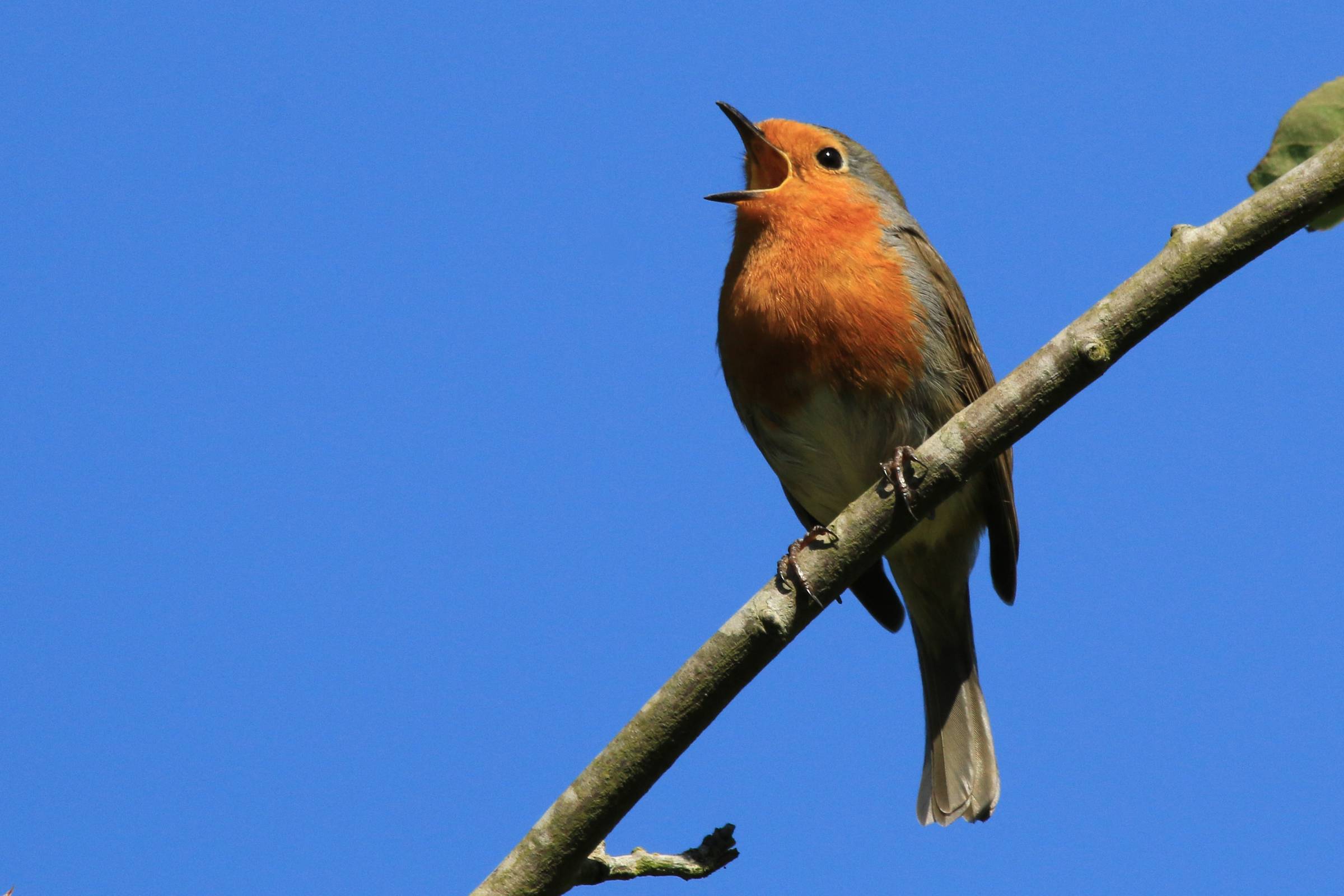 A European Robin bird sings with a backdrop of blue sky