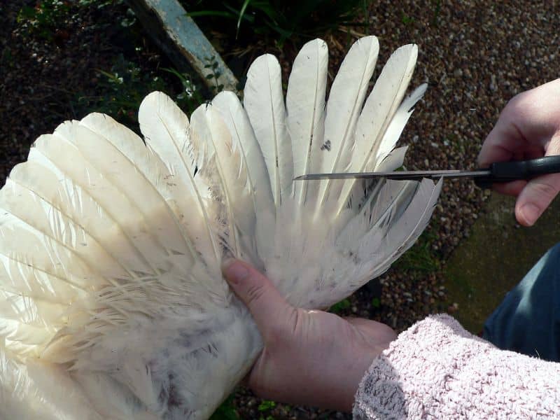 A domestic chicken having its wing clipped to prevent flying away