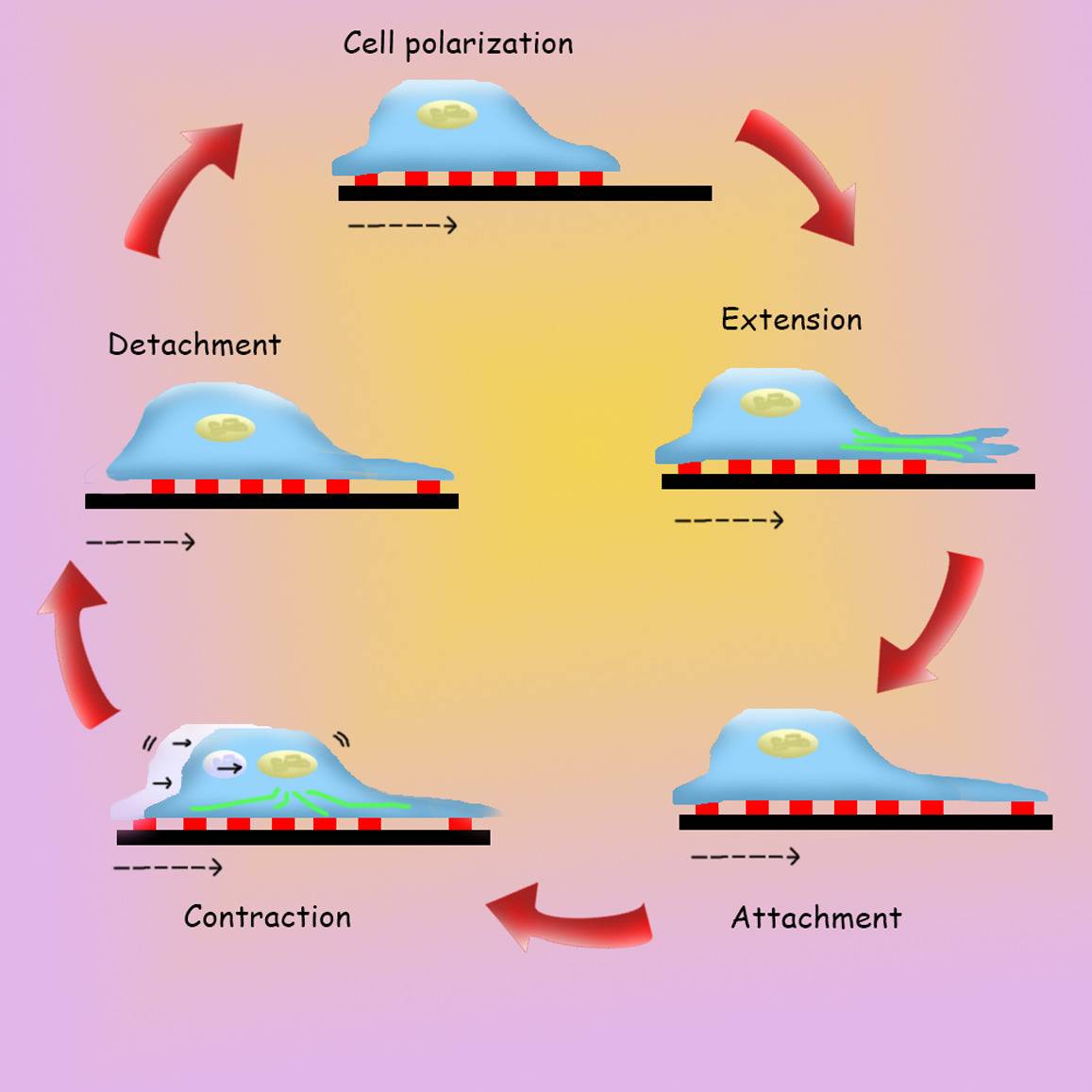 Diagram showing the steps involved in: - cell migration - cell polarization - extension - attachment - contraction - detachment