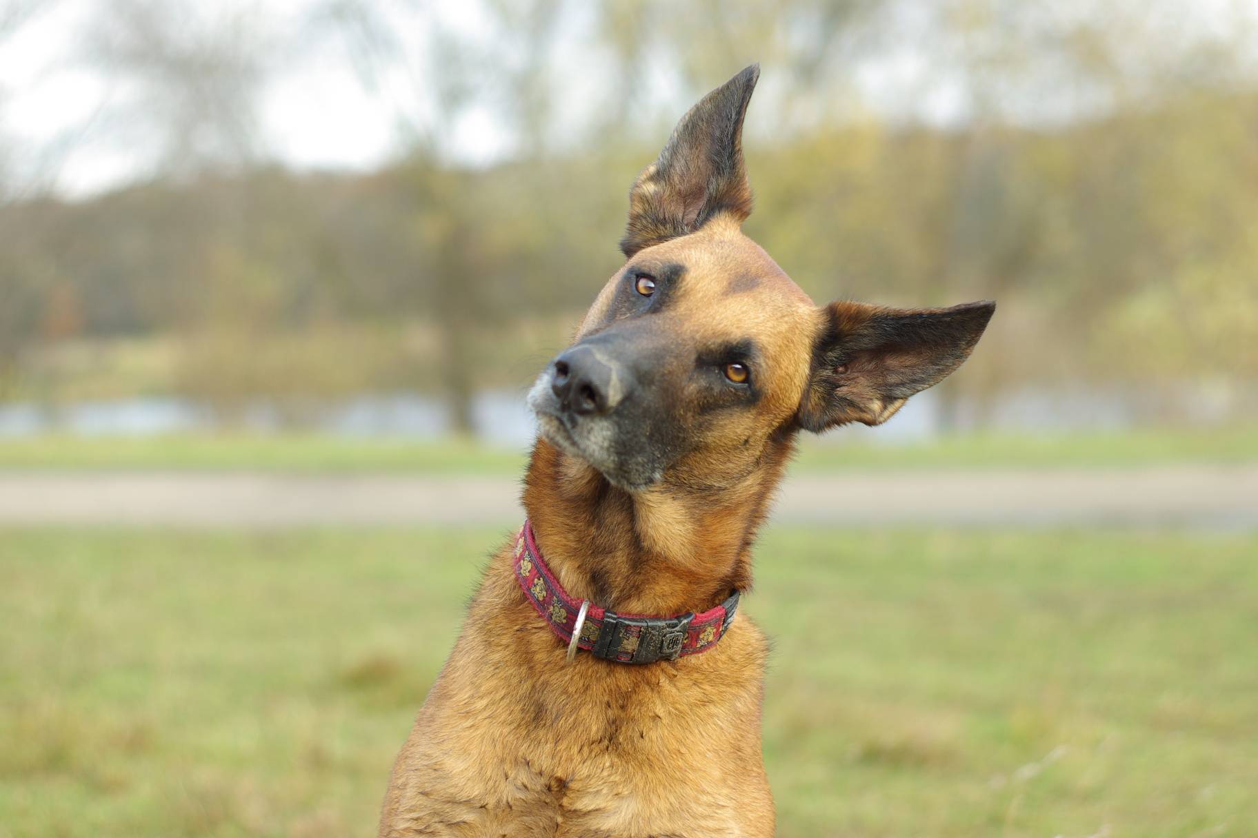 Dog with their ears perked up and head tilted 