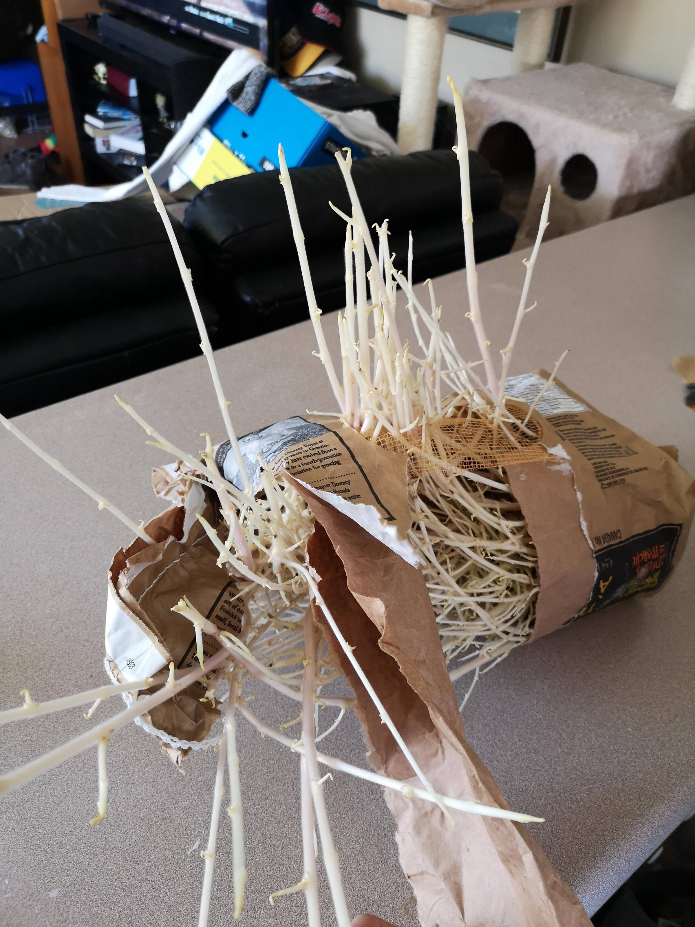 Bag of potatoes left for a long time with enormous sprouts. 