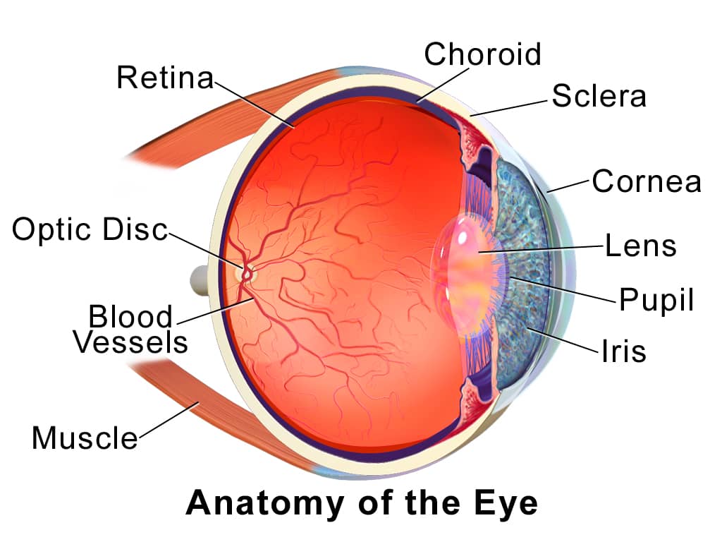 Anatomy image of the eye 