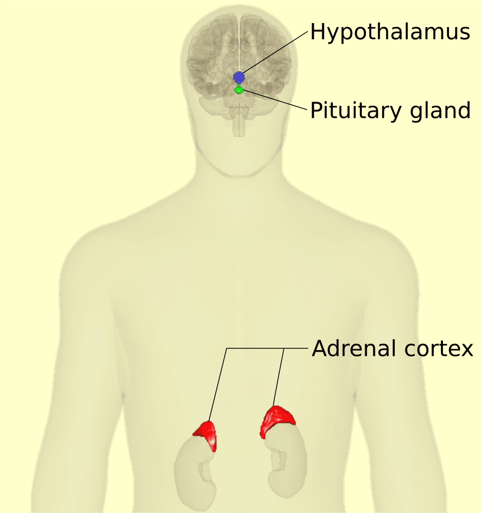 Diagram of the hypothalamic-pituitary-adrenal HPA axis system. 
