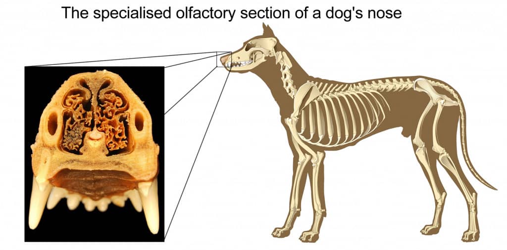 A diagram showing a dog skeleton with a zoomed in section showing the specialized olfactory section of a dog's nose