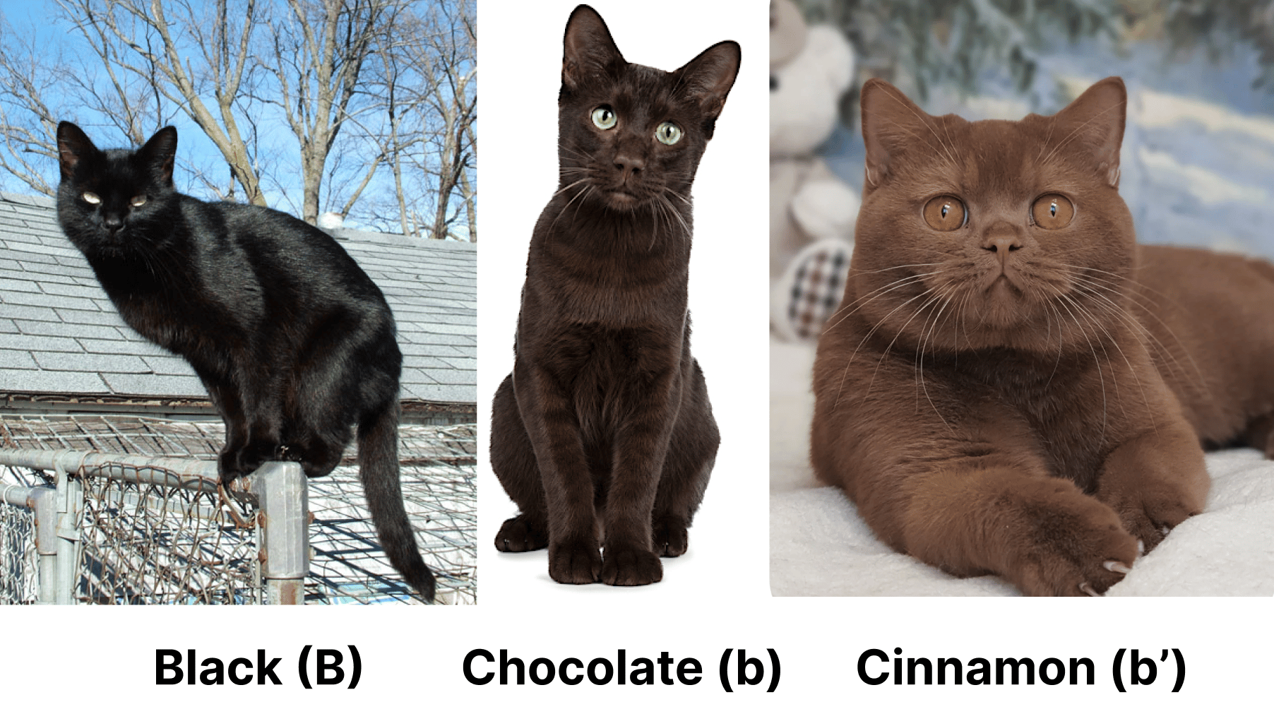 Three cats with black, chocolate, and cinnamon fur. 