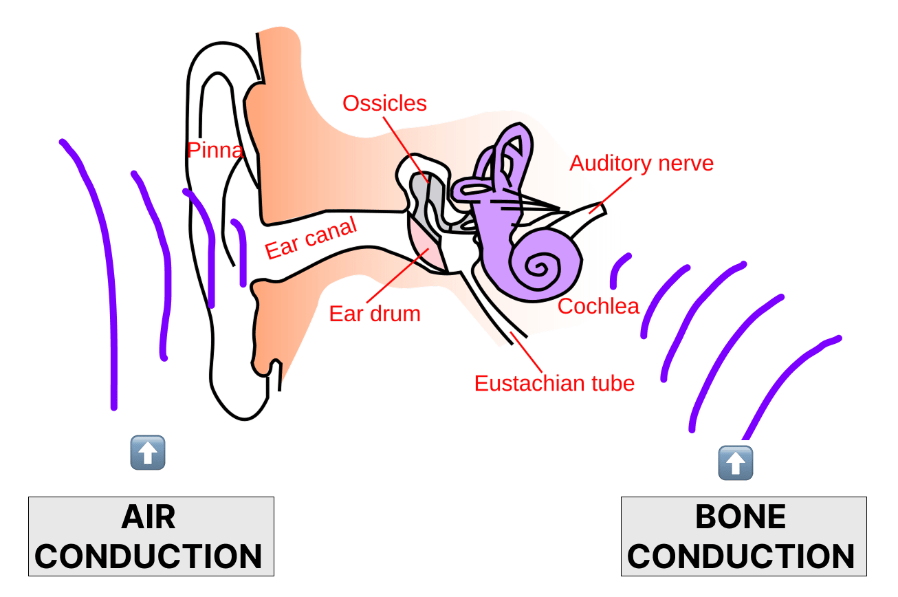 A diagram comparing air conduction (sound through the ear canal) and bone conduction (sound vibrating through the skull to the cochlea)