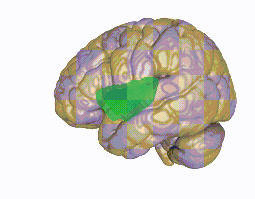 A 3D view of the insular cortex. Note: the ACC and AIC are neighboring regions, not technically located within the insular cortex.   