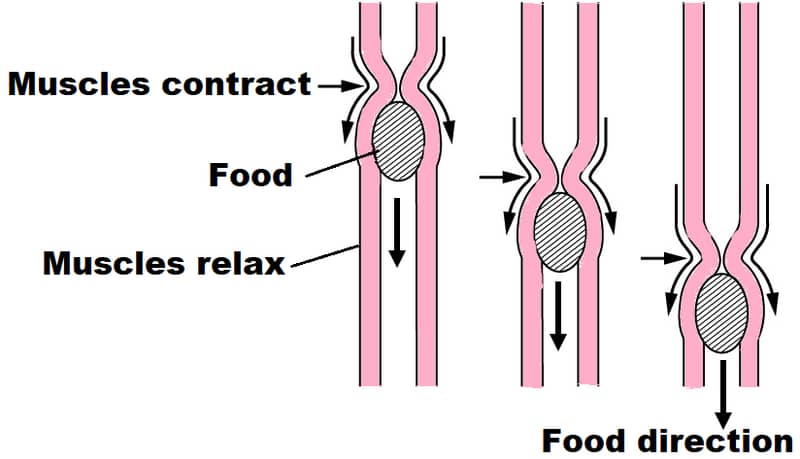 diagram of peristalsis