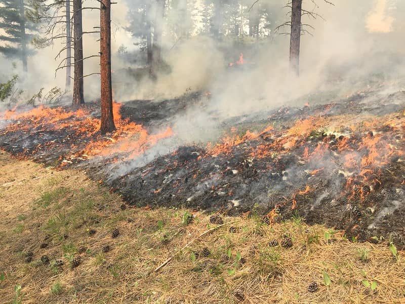 a low intensity controlled burn in a forest
