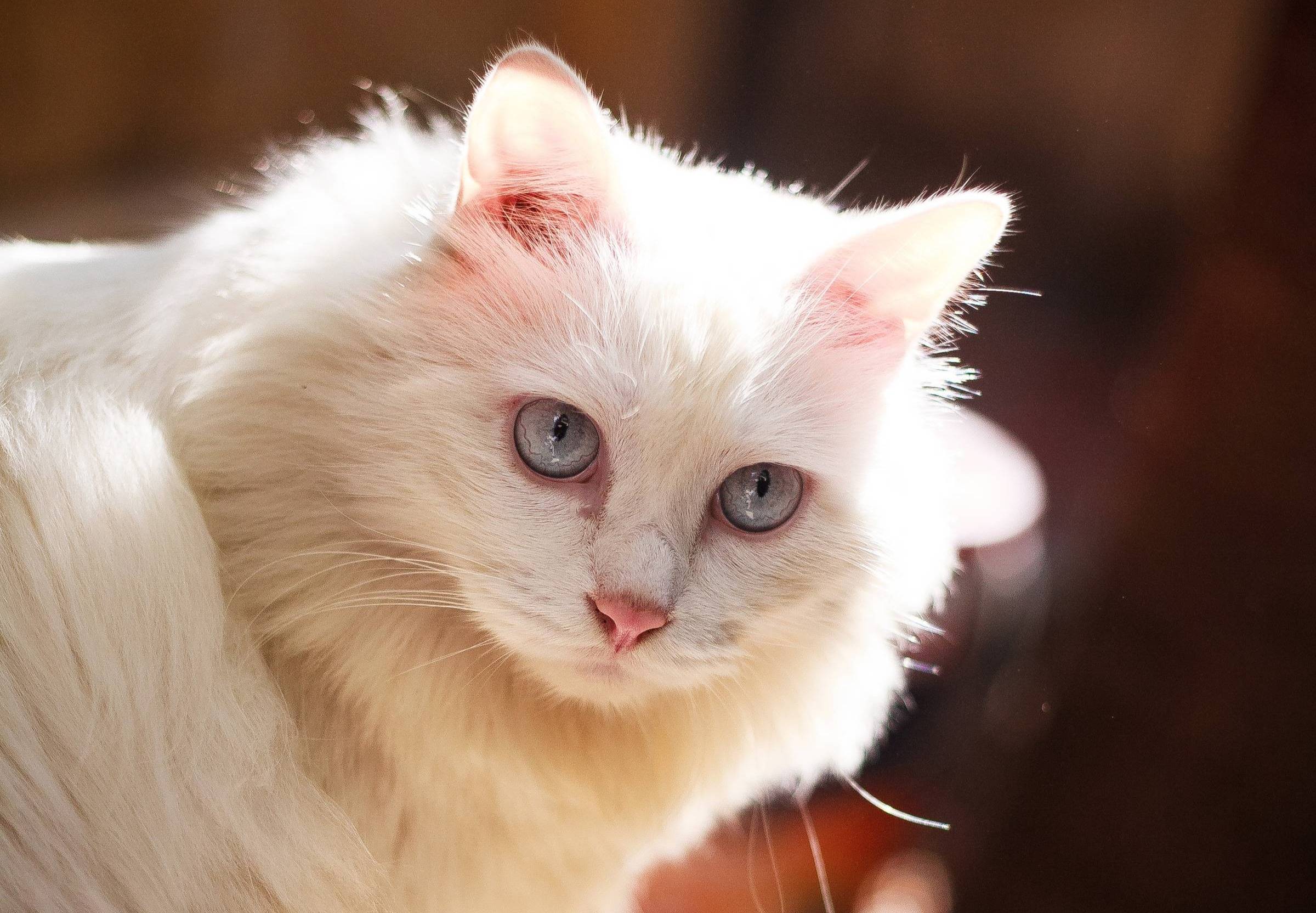 Picture of a white cat with blue eyes. 