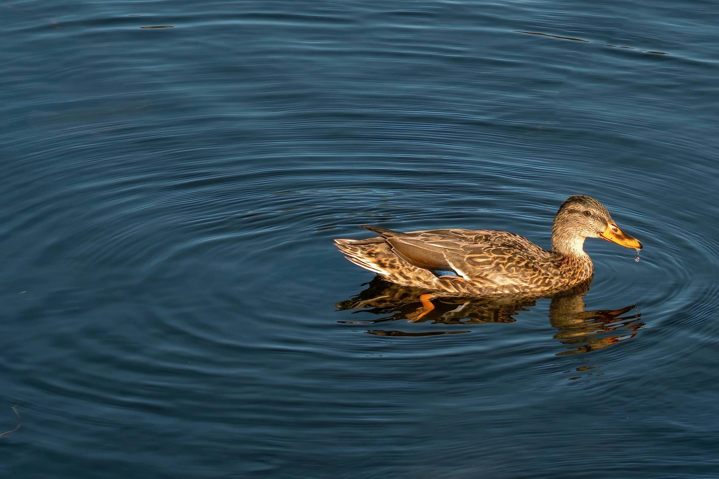 duck on pond