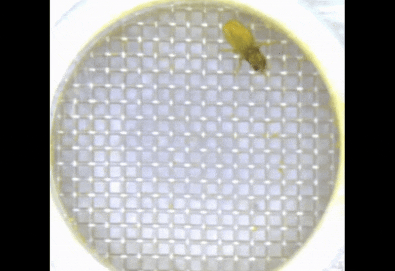 GIF of a fly cleaning itself