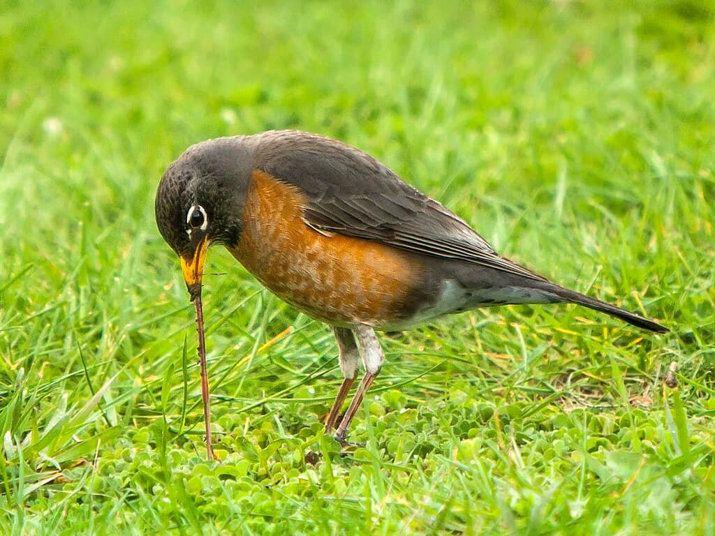 A black bird pulls a worm out of the grass