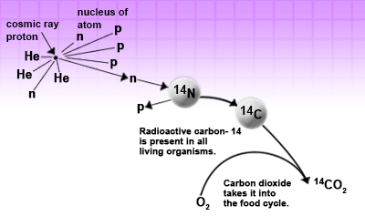 Diagram illustrating the formation and incorporation of carbon-14 into the food cycle. Cosmic rays interact with atoms, converting nitrogen-14 ( 14 𝑁 14  N) to radioactive carbon-14 ( 14 𝐶 14  C). This carbon-14 becomes part of carbon dioxide ( 14 𝐶 𝑂 2 14  CO  2 ​  ), which is then taken into the food cycle by plants and eventually consumed by living organisms, making radioactive carbon-14 present in all living things. The diagram shows cosmic rays, proton interactions, and the transformation of nitrogen-14 to carbon-14.