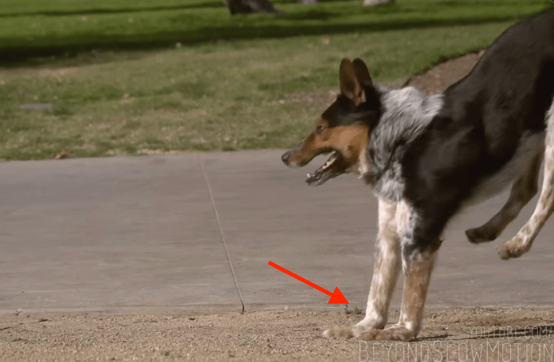 An image with a red arrow pointing at Jumpy's carpal pads making contact with the ground when he lands.