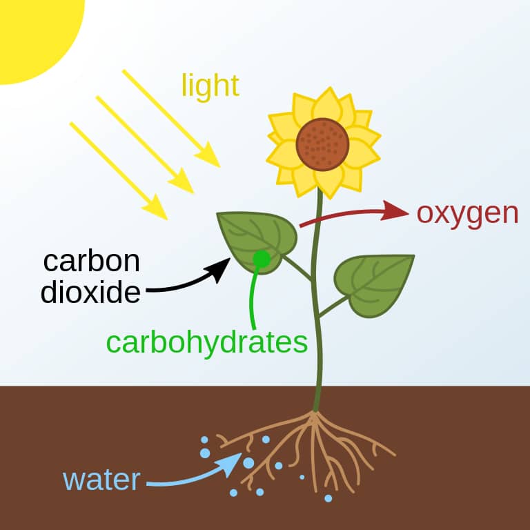 Photosynthesis diagram showing how light, carbon dioxide, and water get absorbed by a sunflower. And how carbohydrates and oxygen are produced.