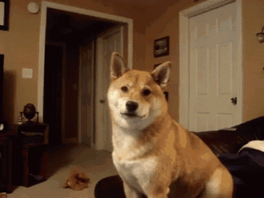 Gif of a dog doing a head tilt 