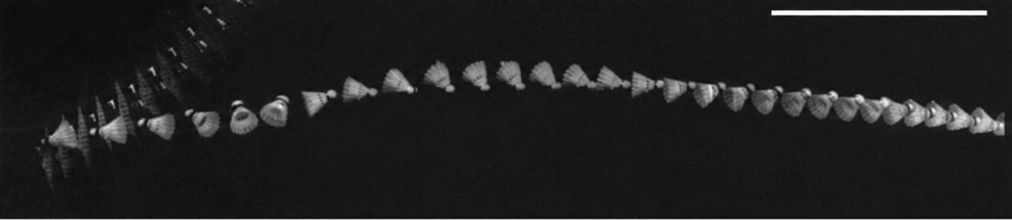 High-speed photography of a shuttlecock after an impact with a racket. The line represents 50cm. The shuttlecock flips in about 20ms. 