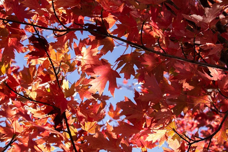 The leaves of a tree are changing colors