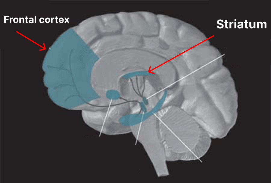 diagram of the brain pointing out the striatum and frontal cortex