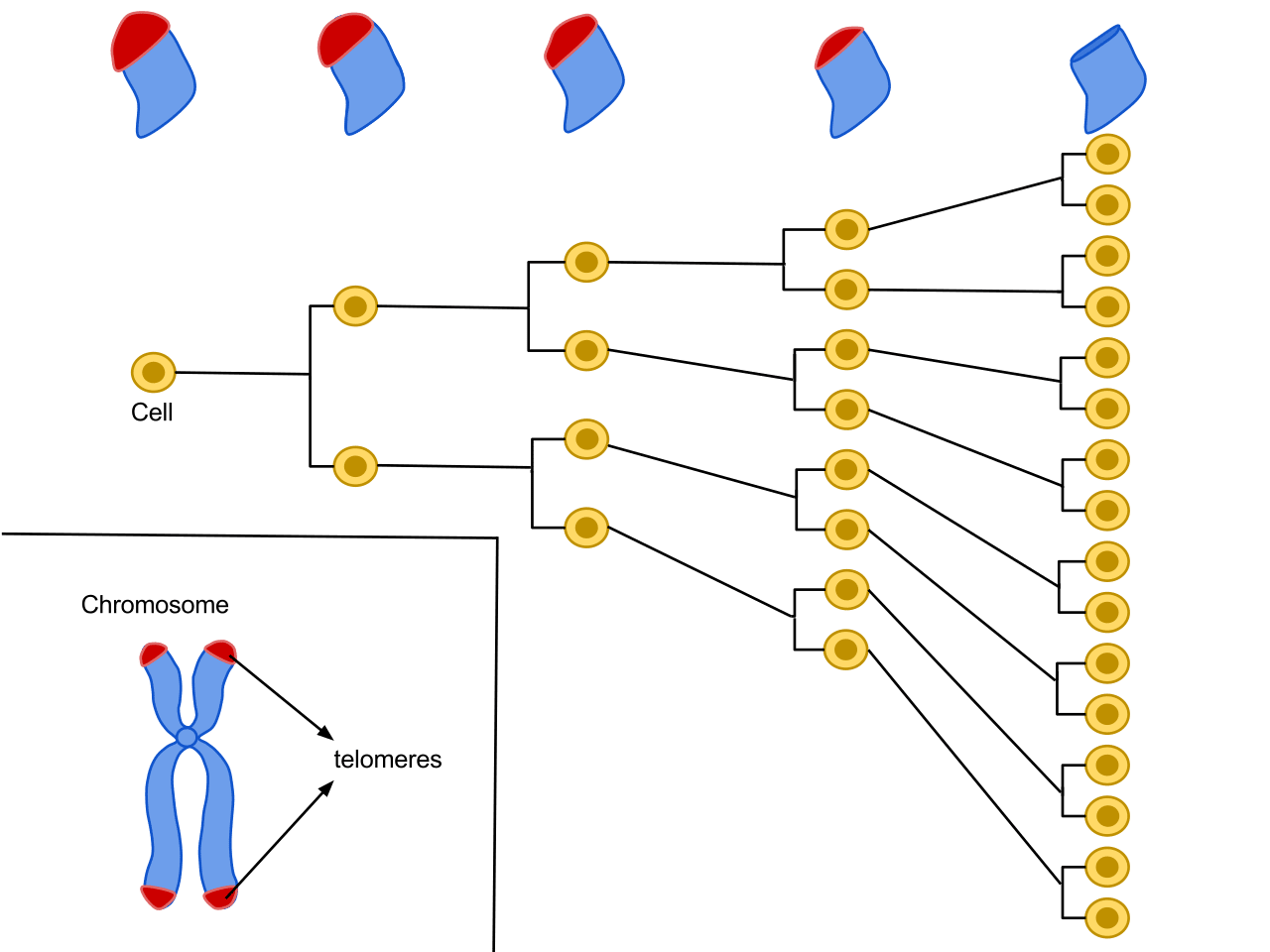 Diagram showing the Hayflick limit of cell division. 