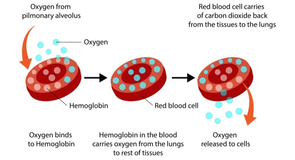 diagram showing how oxygen is carried with red blood cells