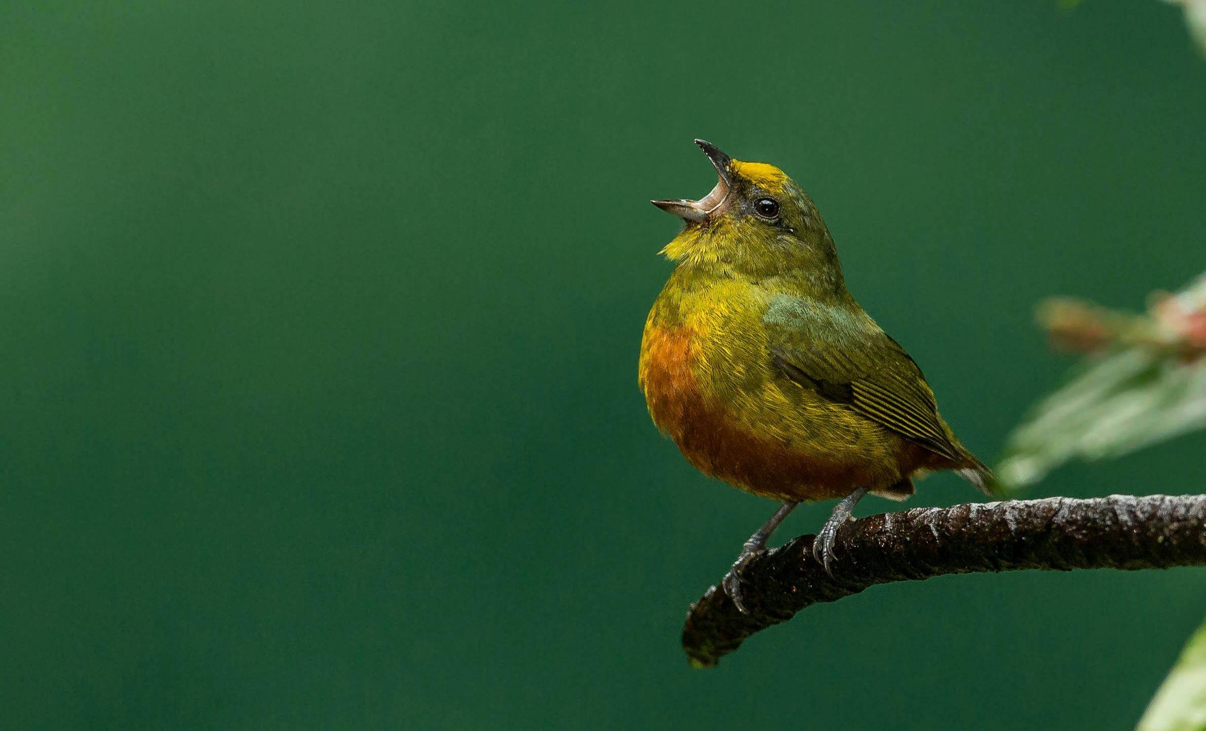 A yellow green bird sings with a gaping wide mouth