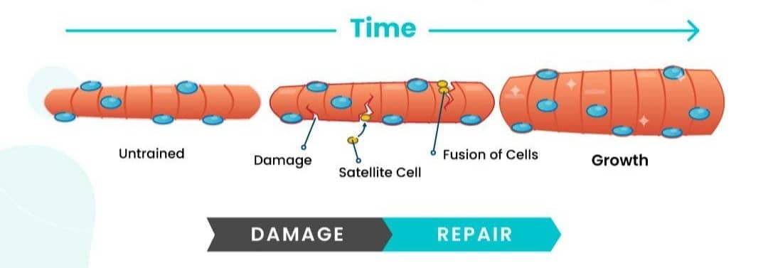 Illustration of muscle adaptation over time. Starting with an untrained muscle, exercise causes damage and activates satellite cells for repair. These cells fuse with the muscle, leading to growth and strengthening.