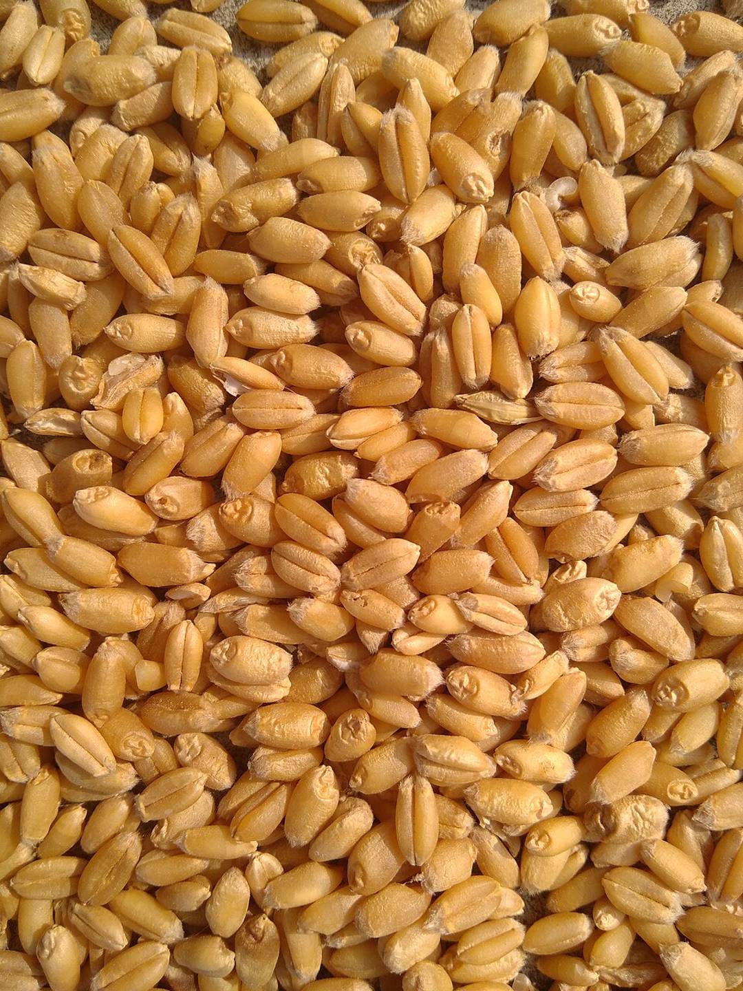 closeup of wheat grains