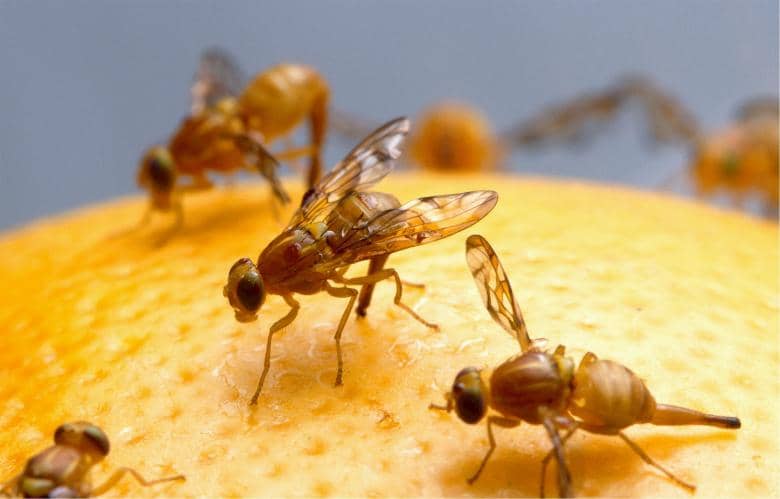 fruit flies on a piece of citrus