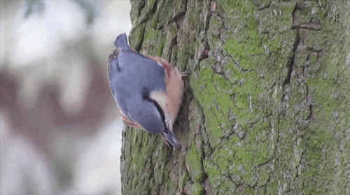 GIF of a nuthatch storing a seed in tree bark
