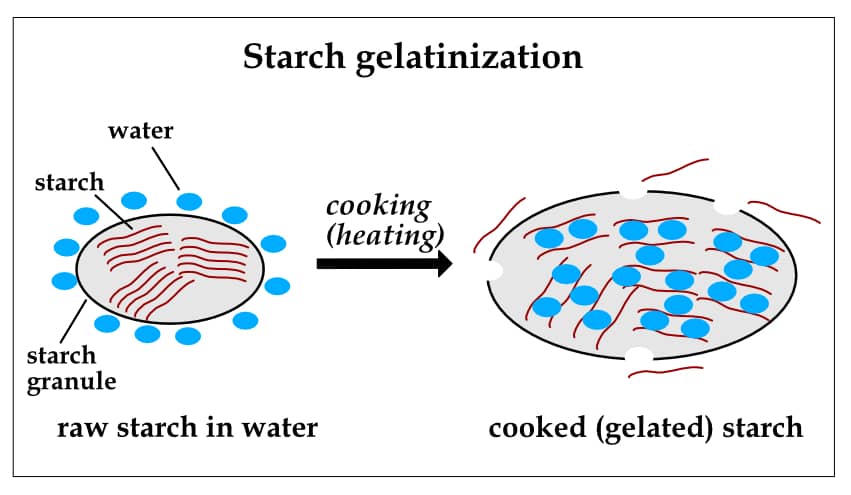 diagram showing how applying heat to raw starch in water leads to cooked (gelated) starch