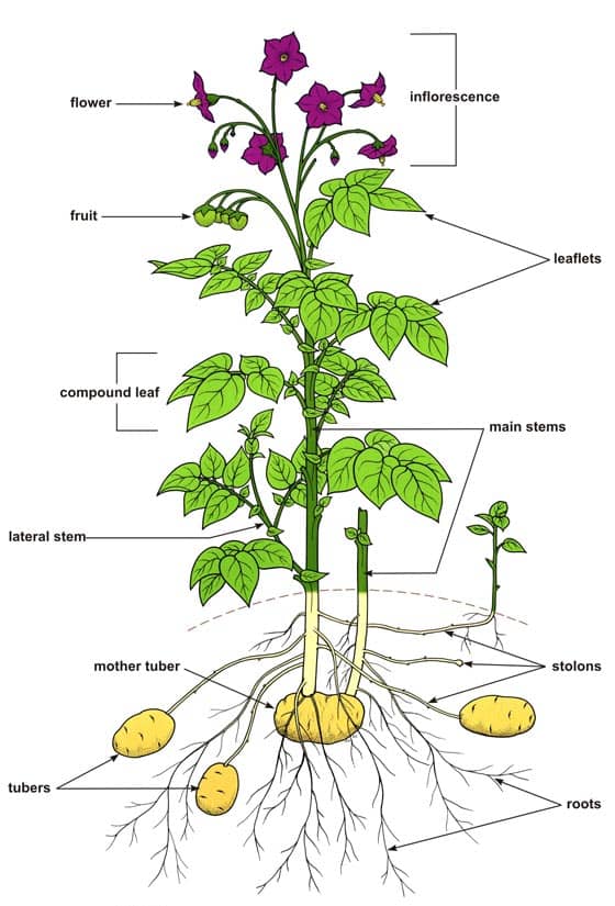 Diagram of a potato plant. 