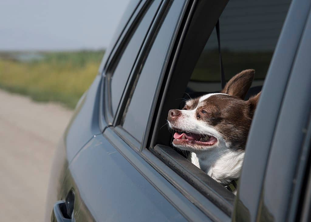 Little dog with its head out of a window looking very pleased