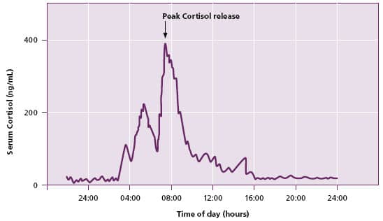 diagram showing cortisol levels over the course of a 24 hour day