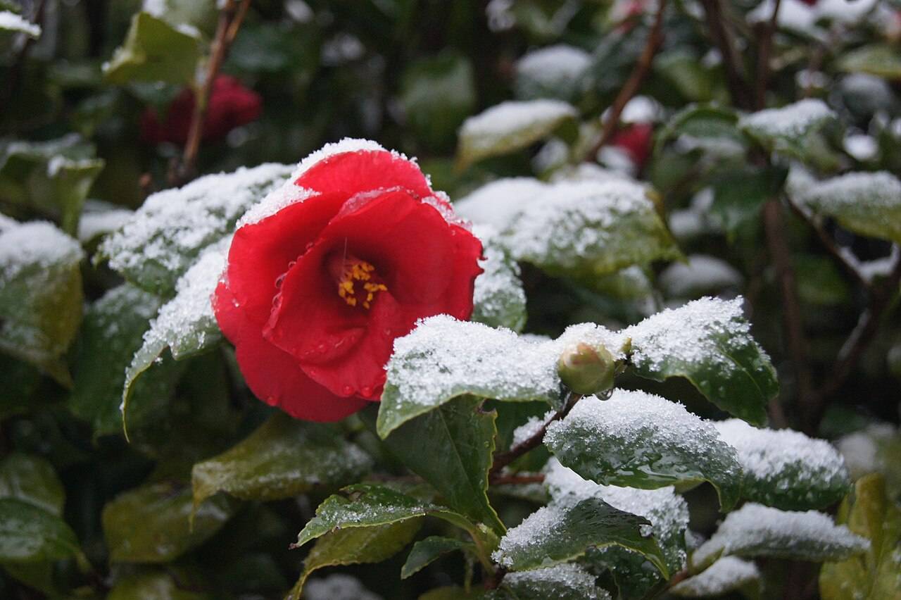 camellia in snow