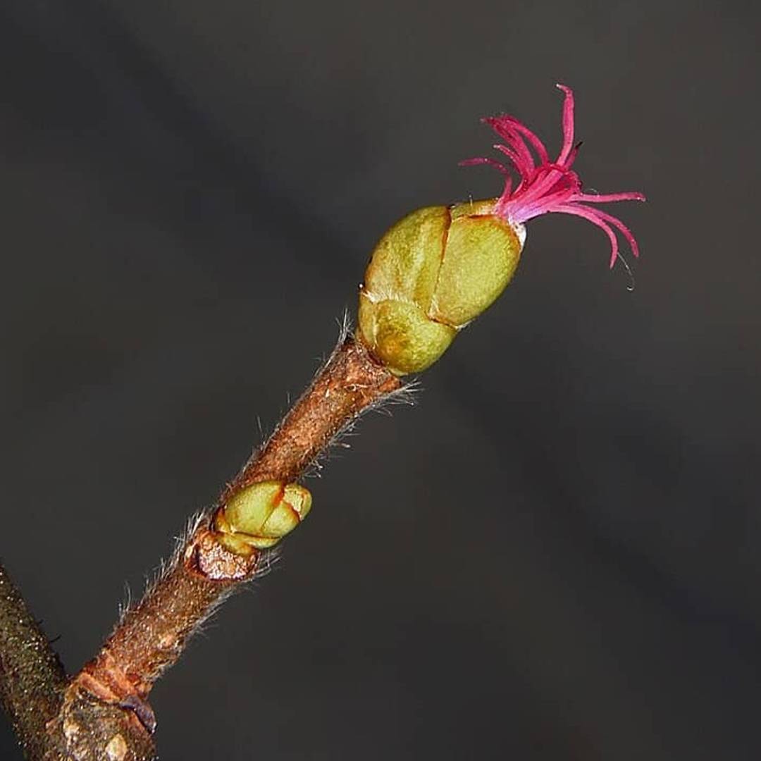 The female flower of common hazel.