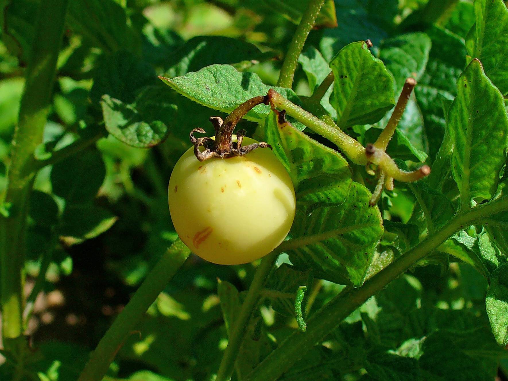 Potato fruit growing on plant