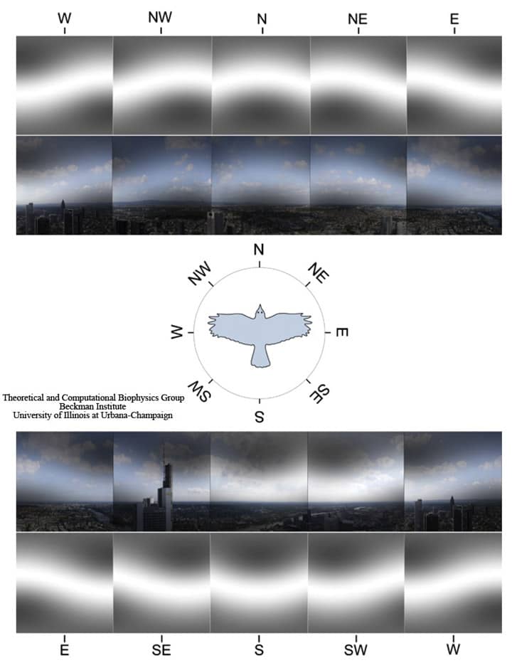 The image shows the landscape perspective recorded from a bird flight altitude of 200 m above the ground with the cardinal directions indicated. The visual field of a bird is modified through the magnetic filter function. For the sake of illustration we show the magnetic field-mediated pattern in grayscale alone (which would reflect the perceived pattern if the magnetic visual pathway is completely separated from the normal visual pathway) and added onto the normal visual image the bird would see, if magnetic and normal vision uses the same neuronal pathway in the retina. The patterns are shown for a bird looking at eight cardinal directions (N, NE, E, SE, S, SW, W, and NW). The geomagnetic field inclination angle is 66°, being a characteristic value for the region.