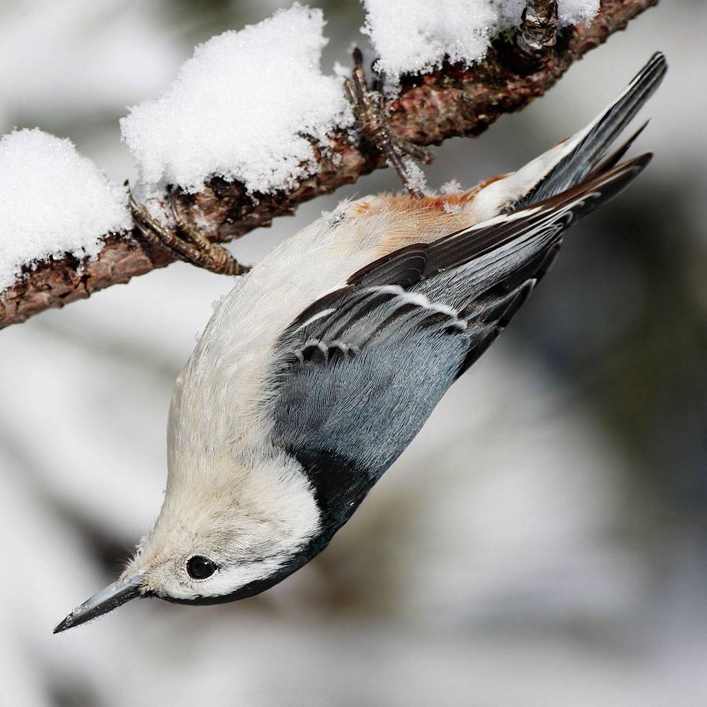 A nuthatch hanging from a tree branch upside down. 