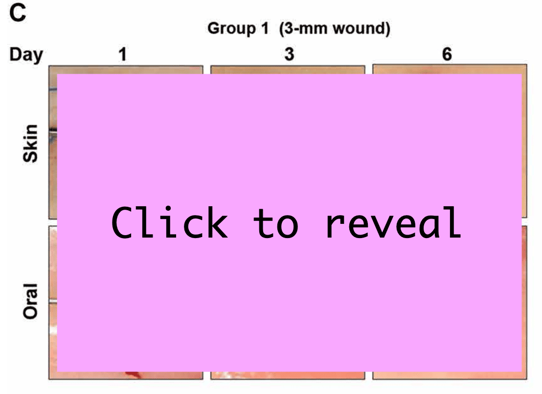 Figure from a research study showing that skin wounds didn't close after 6 days, but the oral wounds closed very quickly and without scarring 