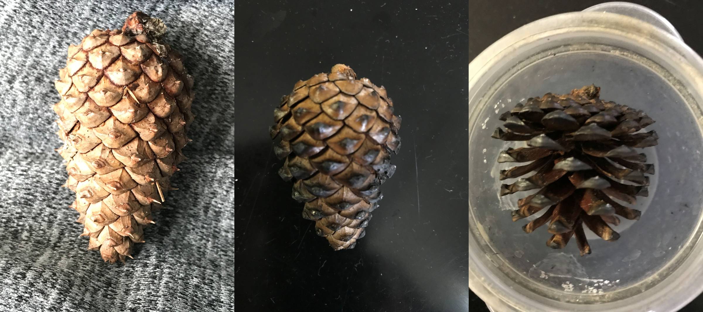 3 pitch pine cones side by side. the left shows it shut, the middle is charred, and the right is charred and open
