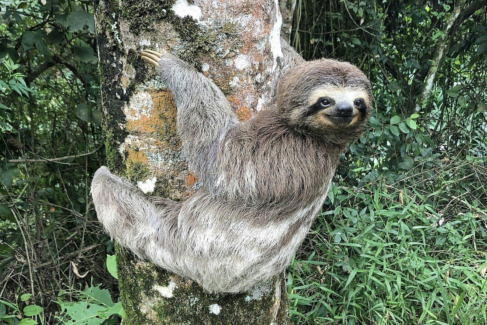 How Are Sloths Not Extinct Due To Natural Selection