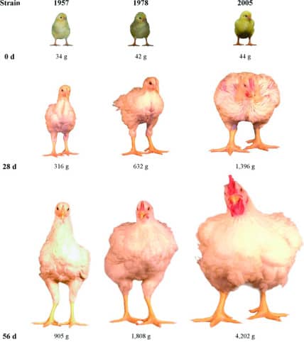 Age-related changes in size (mixed-sex BW and front view photos) of University of Alberta Meat Control strains unselected since 1957 and 1978, and Ross 308 broilers (2005). Within each strain, images are of the same bird at 0, 28, and 56 d of age