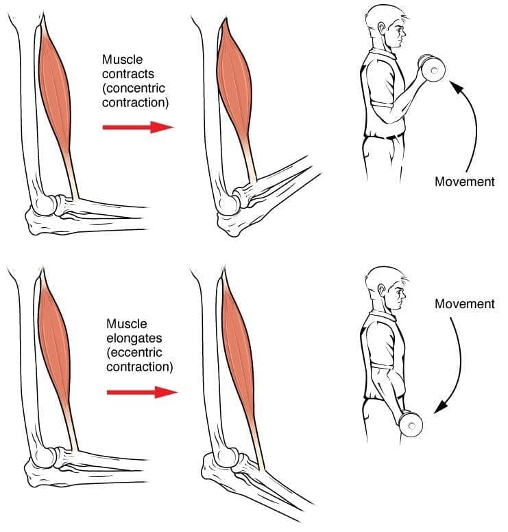 A diagram showing a man doing a bicep curl next to a diagram of a muscle contracting above a man with the curl in the relaxed position with the muscle elongated